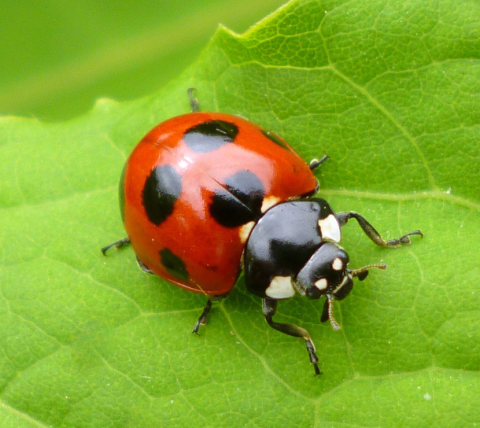 Ladybug