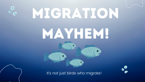 Migration Mayhem Flyer