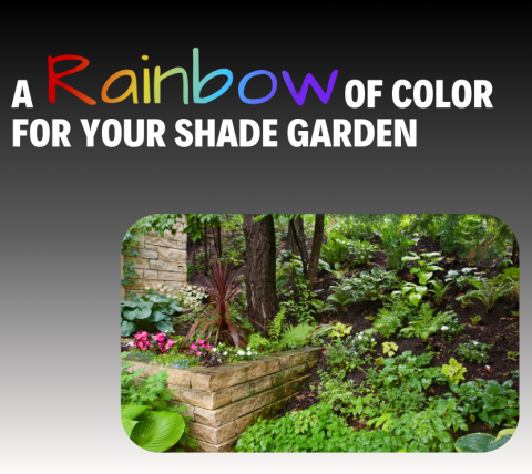 A Rainbow of Color for Your Shade Garden - March 24 at 6:30 PM