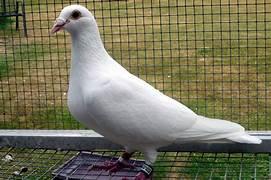 image of white homing pigeon