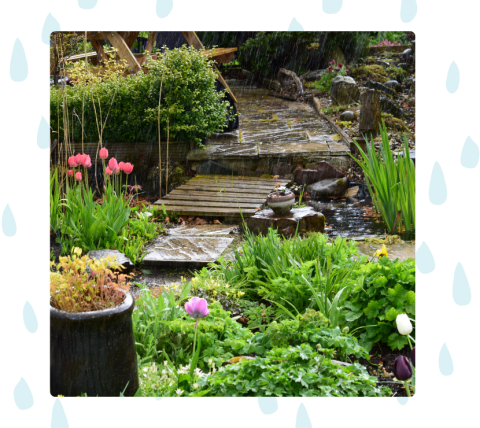 Photo of a lush garden as an example of a rain garden
