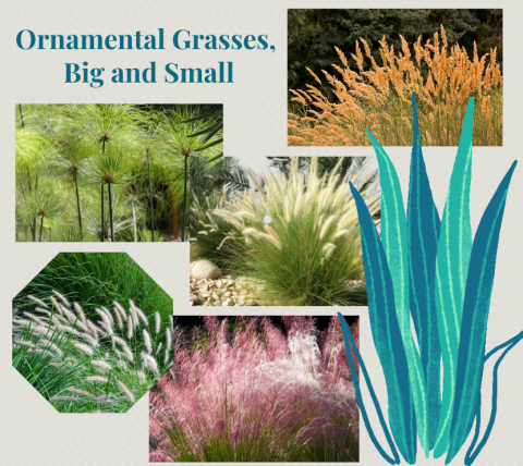 A photo collage of  ornamental grass varieties.