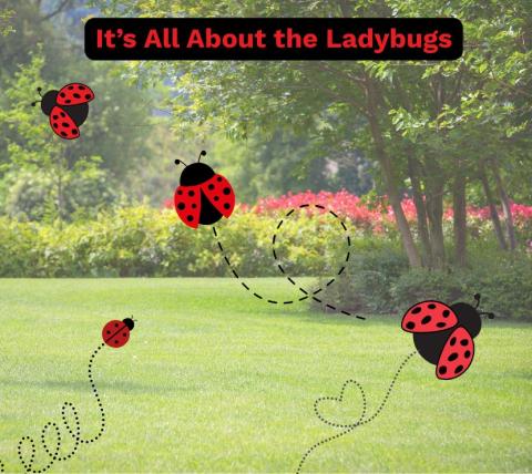 backyard photo with ladybugs flying around and text It's all about the ladybugs
