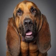 image of face of bloodhound dog