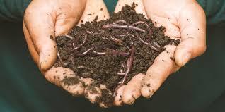2 hands holding worms in dirt