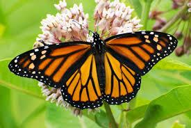 Monarch and Milkweed
