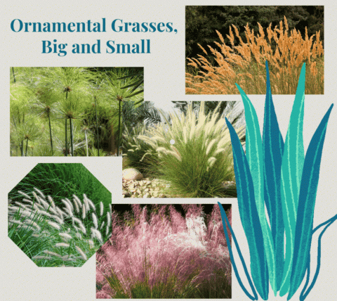 Graphic with multiple varieties of ornamental grasses.