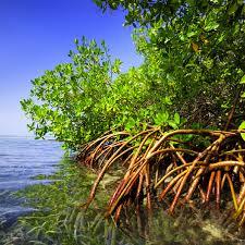 image of mangroves on bank of the water