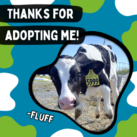 image of calf with ear tag, words Thanks for Adopting Me!