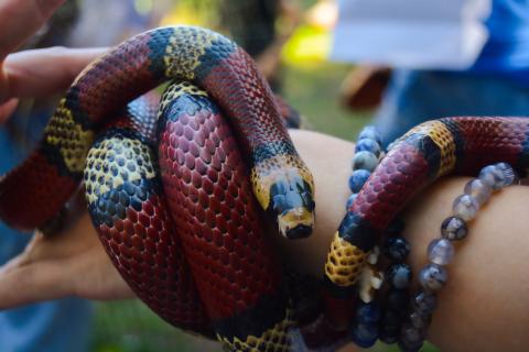 image of red and black snake