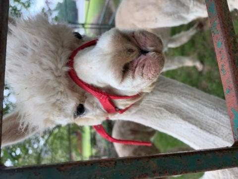 Photo of an Alpaca