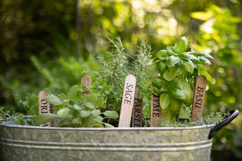 Rooted in Knowledge: Growing Herbs - April 27 at 6:30pm