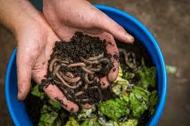 Worm Composting