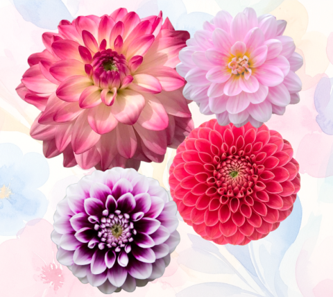Photo of dahlias in full bloom