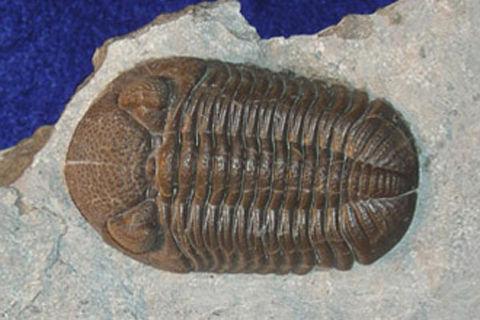 PA Fossil