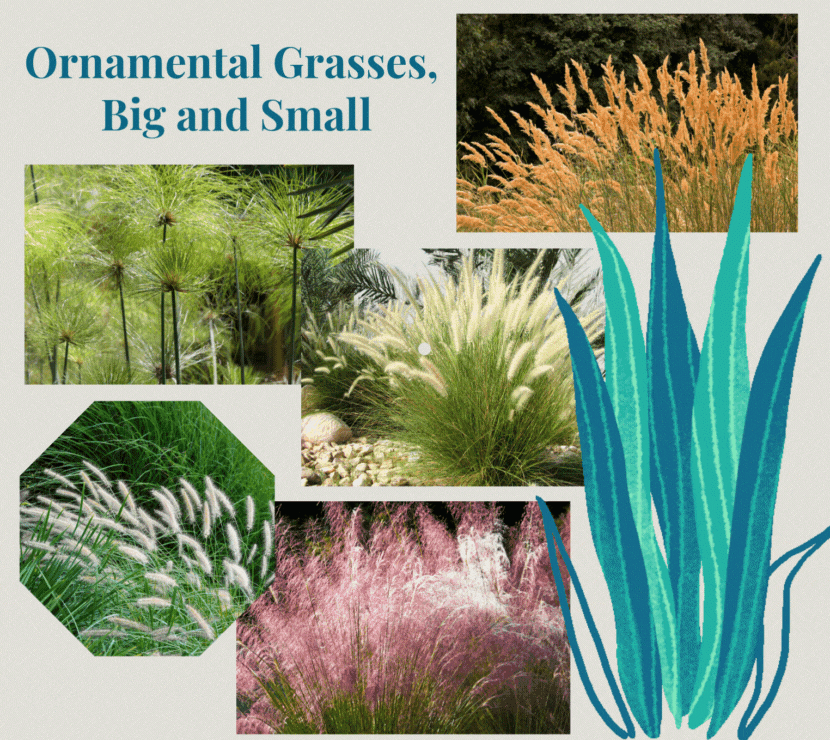 Graphic with multiple varieties of ornamental grasses.