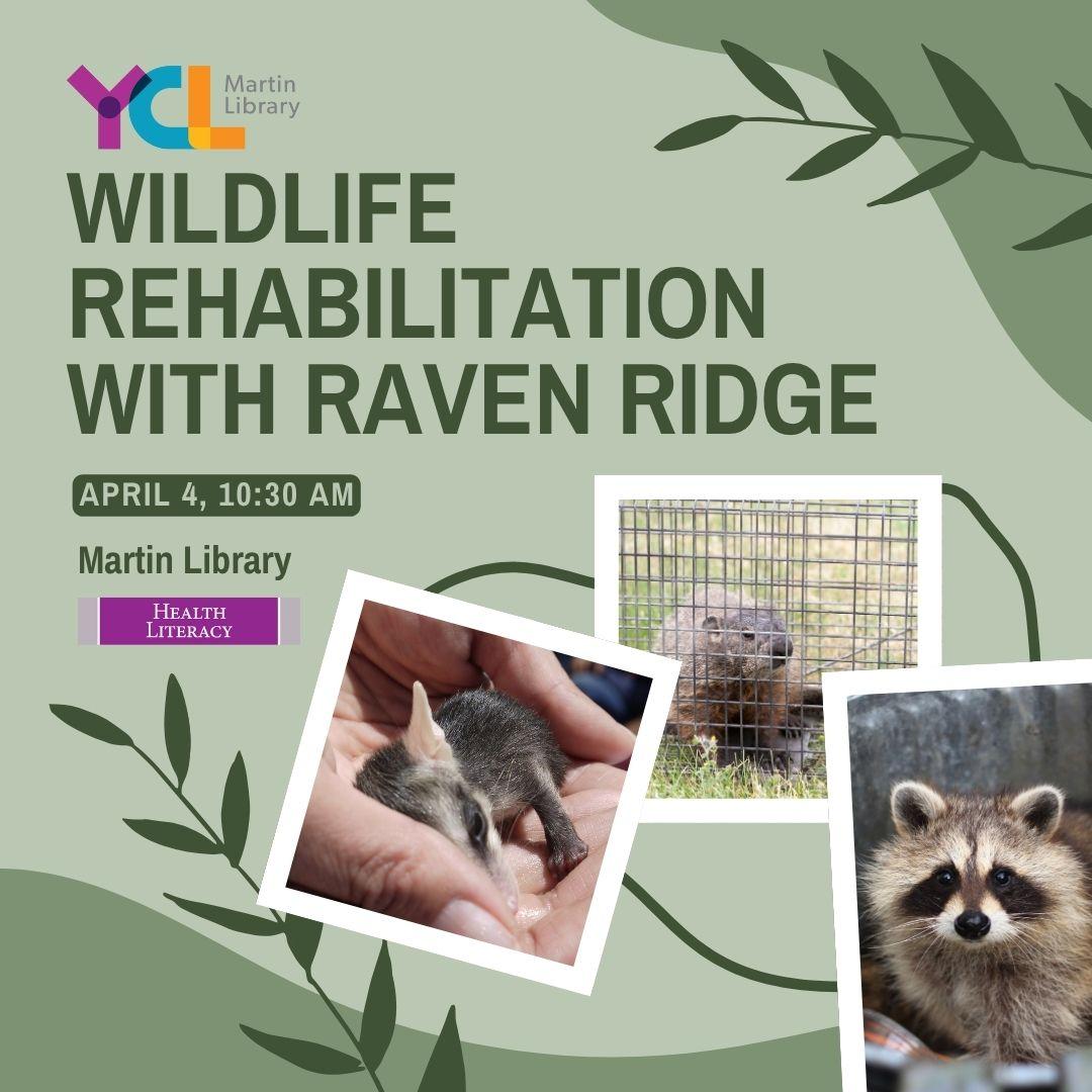 wild animals in need of help