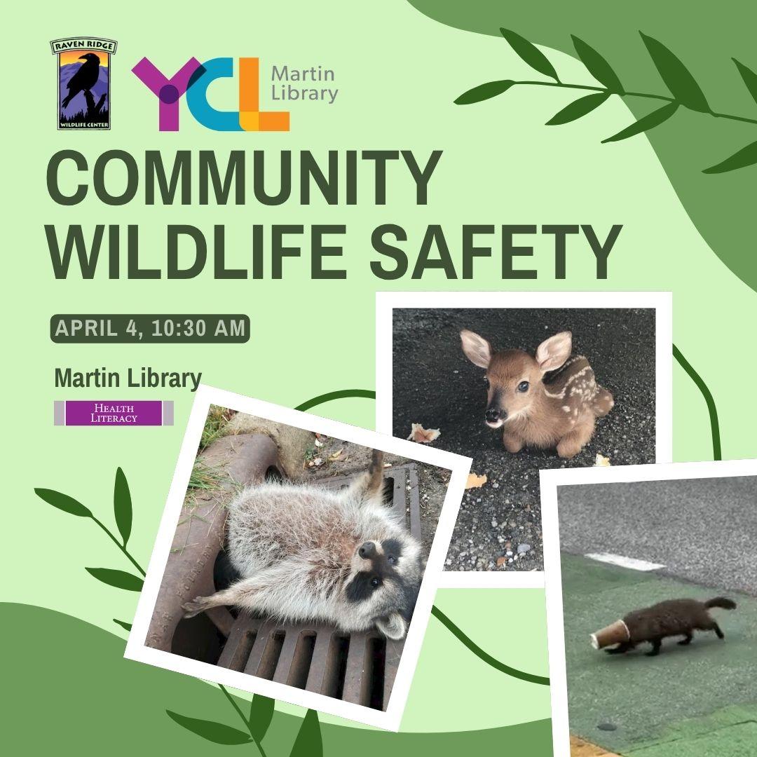 wild animals in need of help